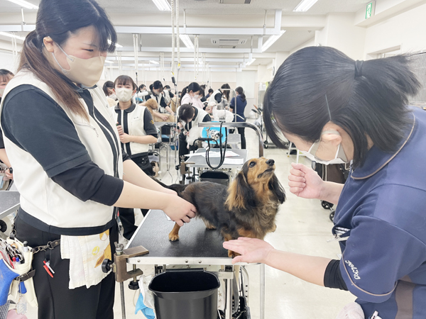モデル犬を卒業したうるちちゃん♪